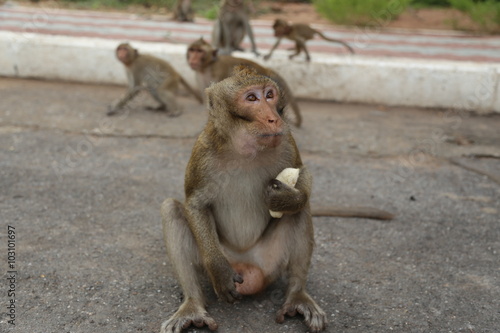 Portrait of monkey, eating banana and snack © nipol