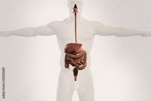 Human anatomy xray view of digestive system, showing stomach, colon, intestines and outline of body on light background.