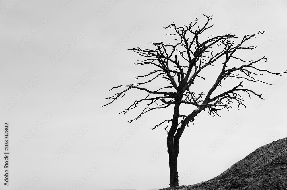 Fototapeta premium dead tree,black and white picture
