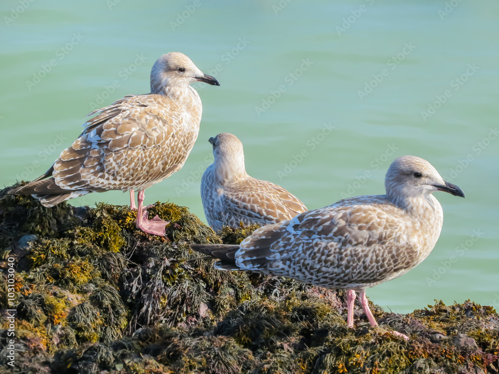 Juvenile herring gulls on rocks of the Jersey Island Juvenile herring gulls on rocks of the Jersey Island