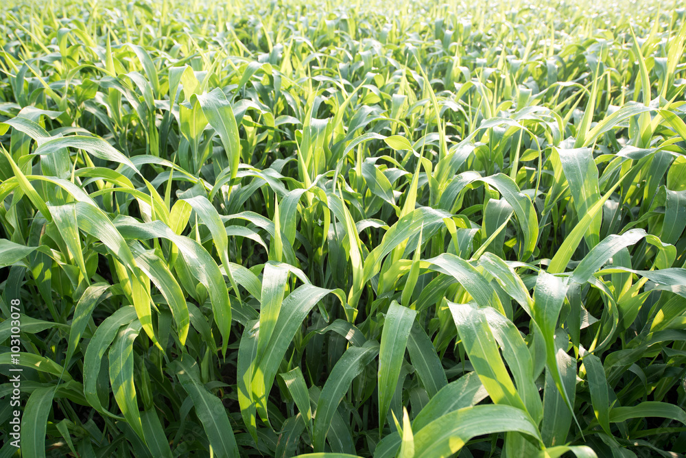Obraz premium Sorghum crop field
