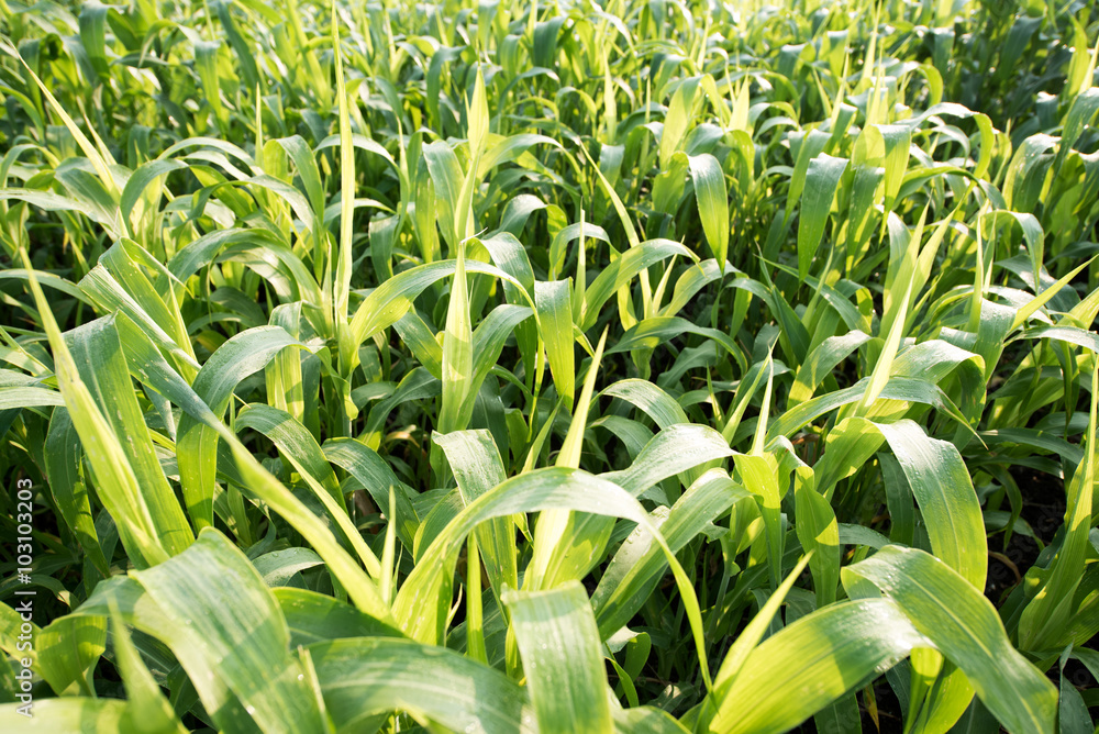 Obraz premium Sorghum crop field