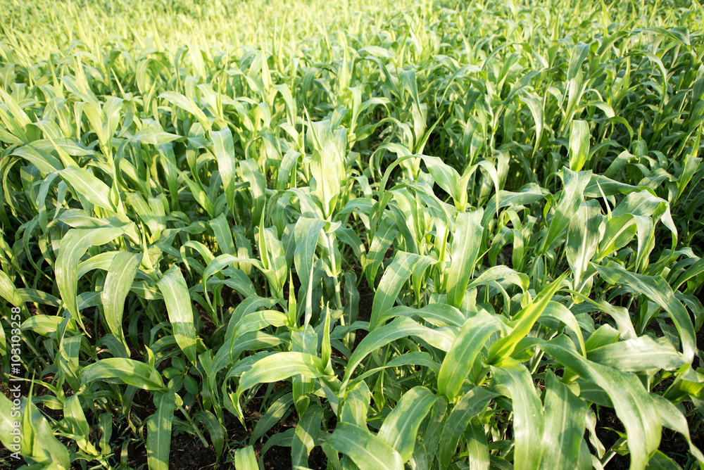 Obraz premium Sorghum crop field