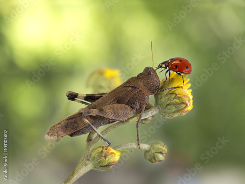 grasshopper and ladybug together on a yellow flower on dark green background