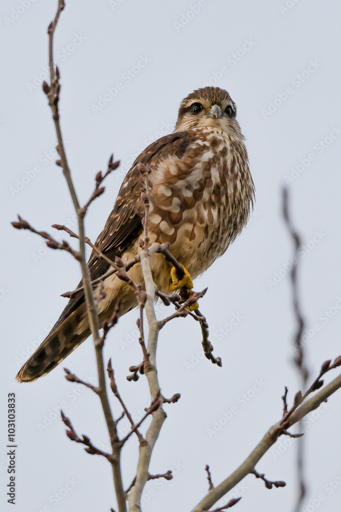 Merlin (Falco columbarius) Merlin (Falco columbarius)