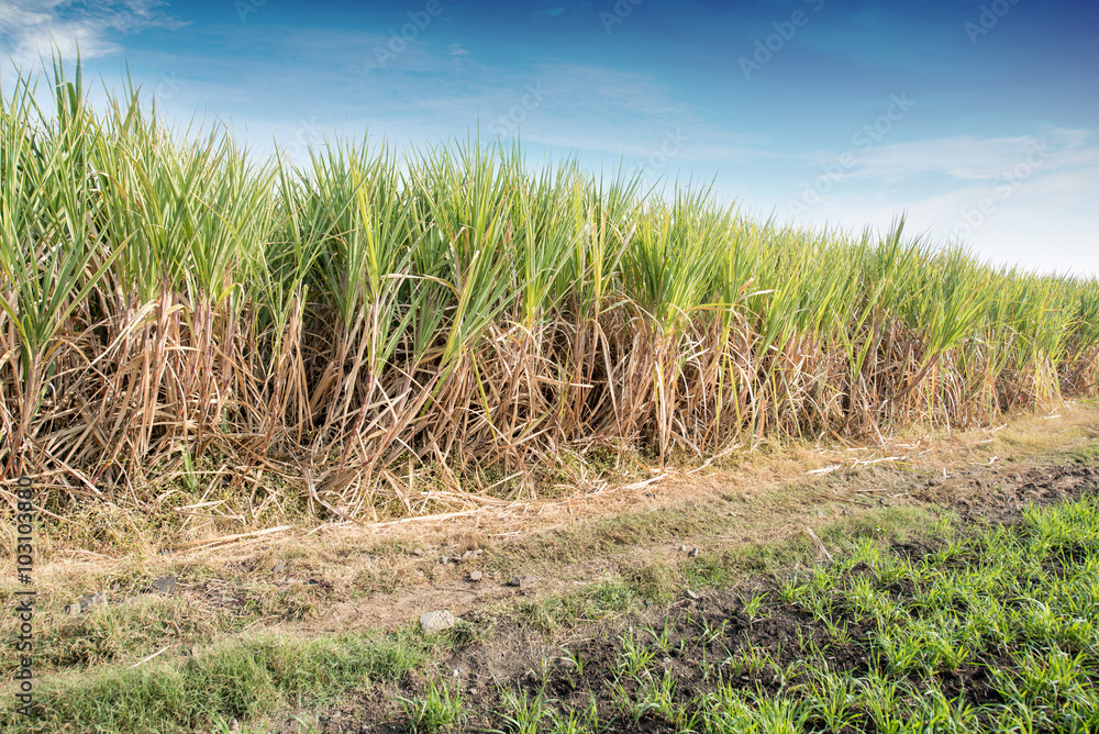 Sugar cane field Sugar cane field