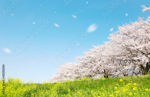 日本の春の風景　桜　染井吉野　桜吹雪