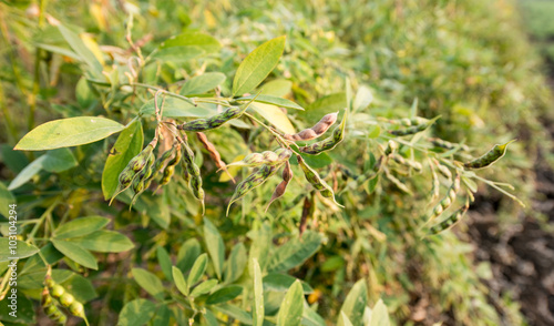 Pigeon pea crop field