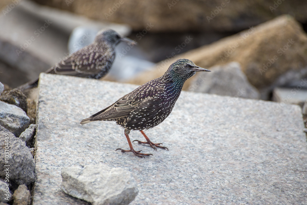 Sturnus vulgaris - European Starling looks in camera while sitting at the beach rocks in Istanbul. Turkey. Sturnus vulgaris - European Starling looks in camera while sitting at the beach rocks in Istanbul. Turkey.