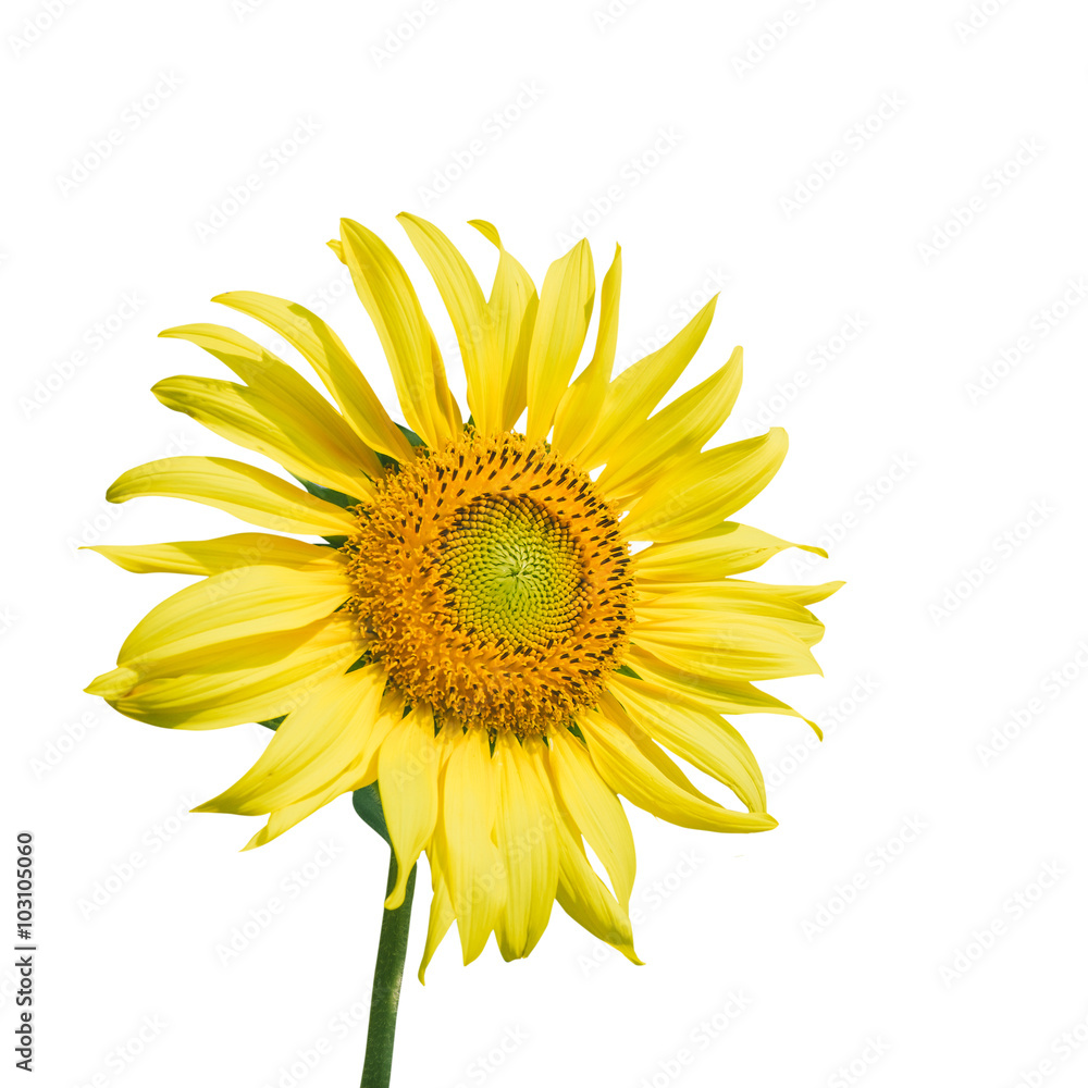 Naklejka premium Sunflower on white background