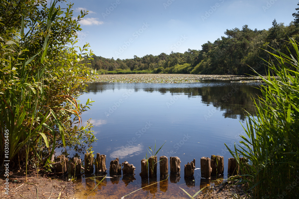 Obraz premium Waldsee Finkenmoor bei Cuxhaven