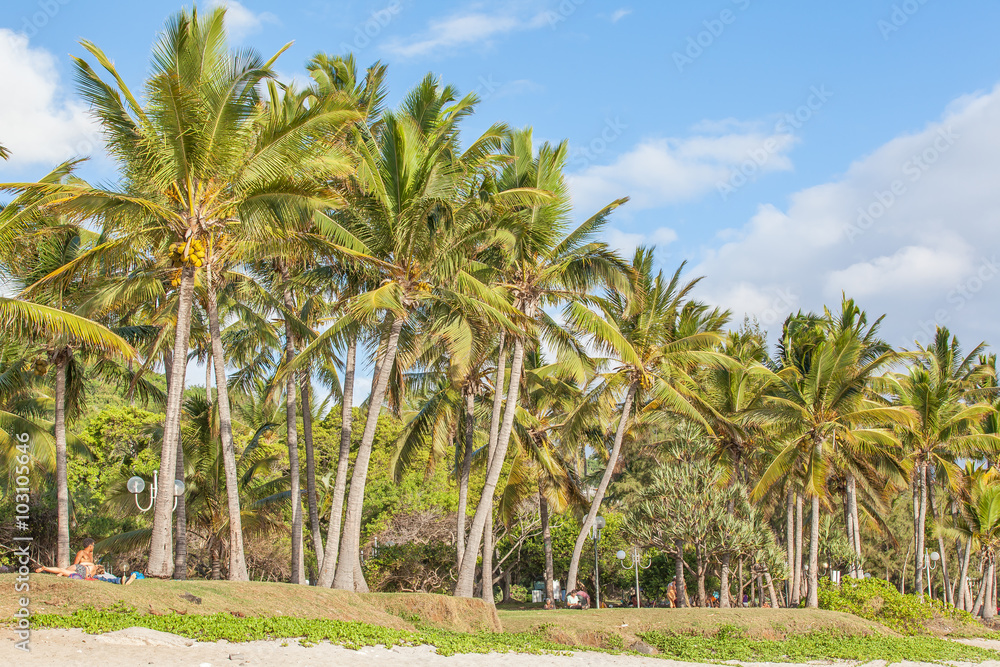 cocotiers de Grande Anse, Réunion
