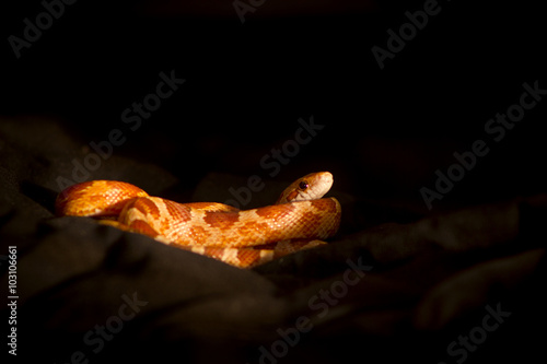 Принти на полотні Male of elaphe guttata (corn snake), hypo bloodred morph