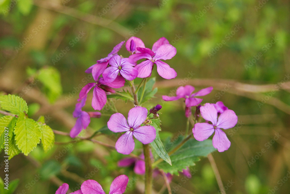 infiorescenza di Lunaria rediviva infiorescenza di Lunaria rediviva