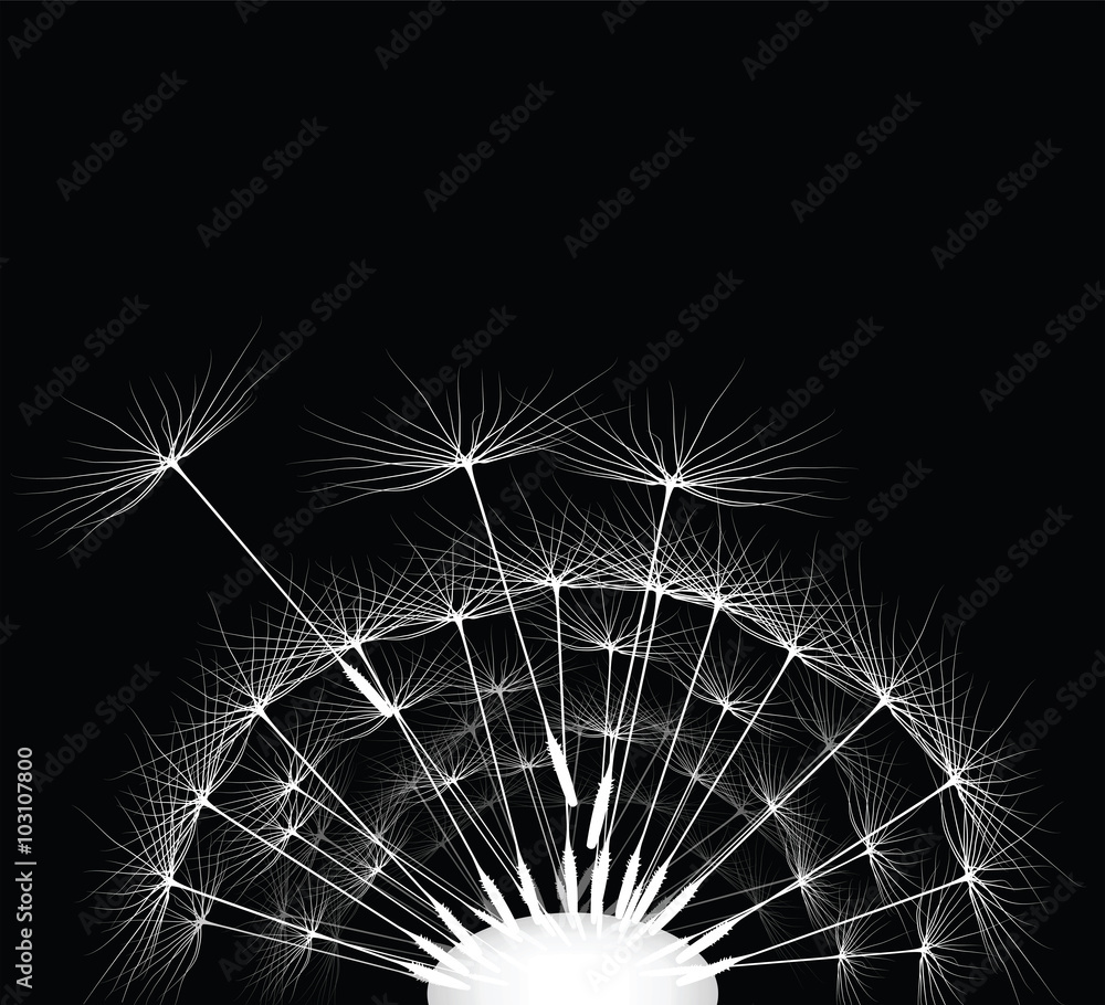 Obraz premium Dandelion for your design