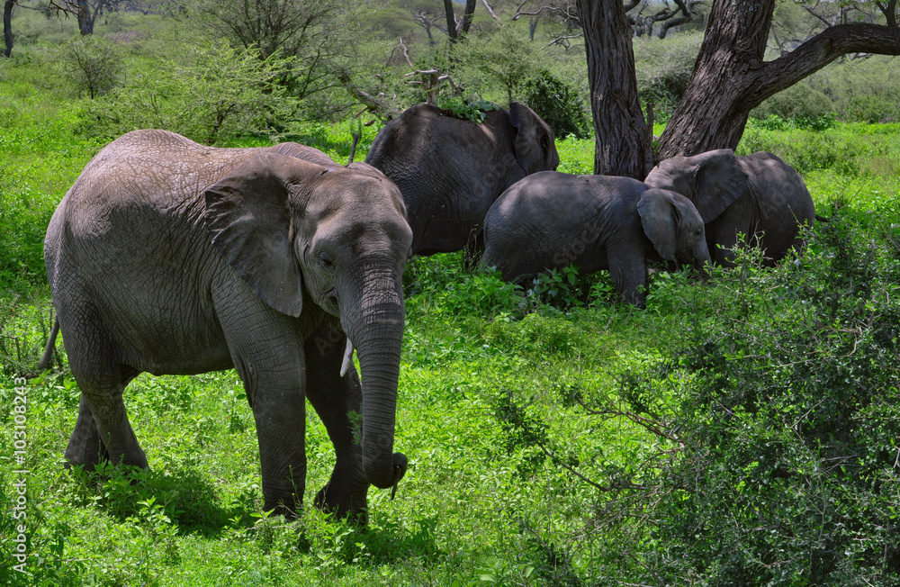 Herd of elephants under Acacia tree