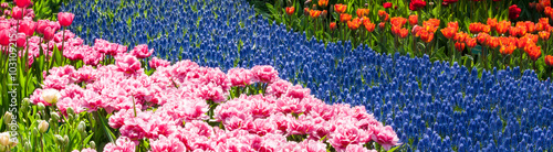 Garden of tulips © forcdan