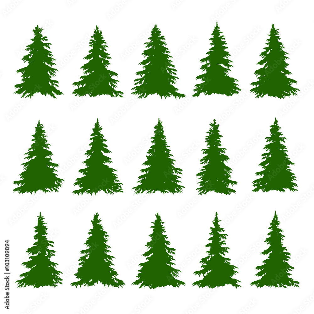 Conifer Trees Set on the white background for Making Forest Backgrounds. Vector
