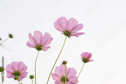 Pink flower blossom 
