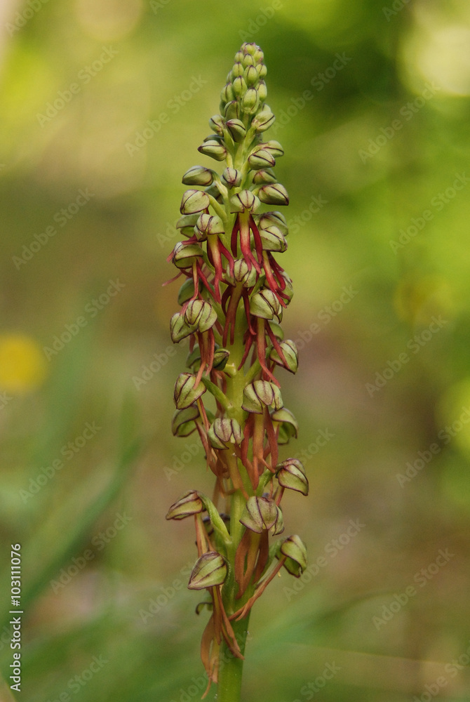Orchidea selvatica Orchis anthropophora Orchidea selvatica Orchis anthropophora