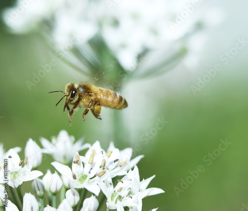 Bee & Flower © flysnow