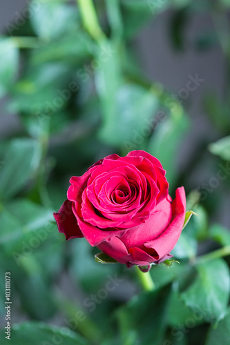 Beautiful Red Rose on Green Background  Close-up