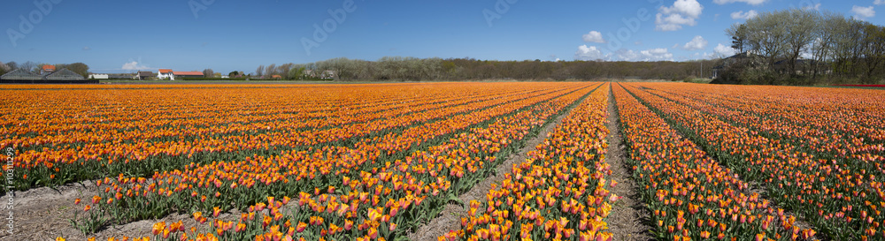 Row of tulips in a culture, Netherlands