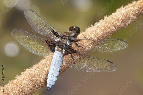 Libellula depressa photo