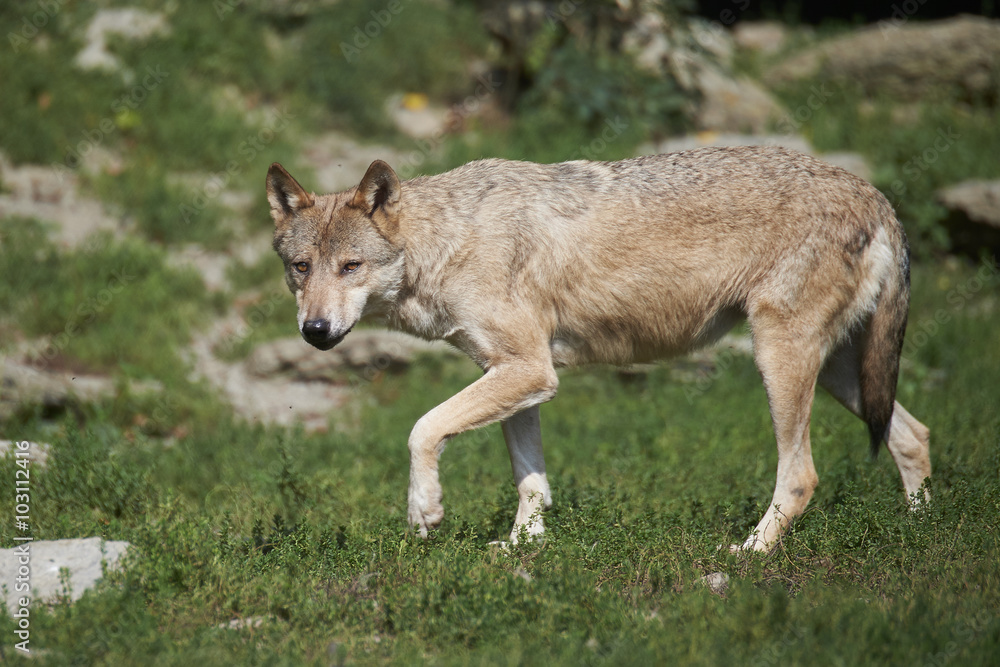 Fototapeta premium Ein kanadischer Timberwolf im Sommer