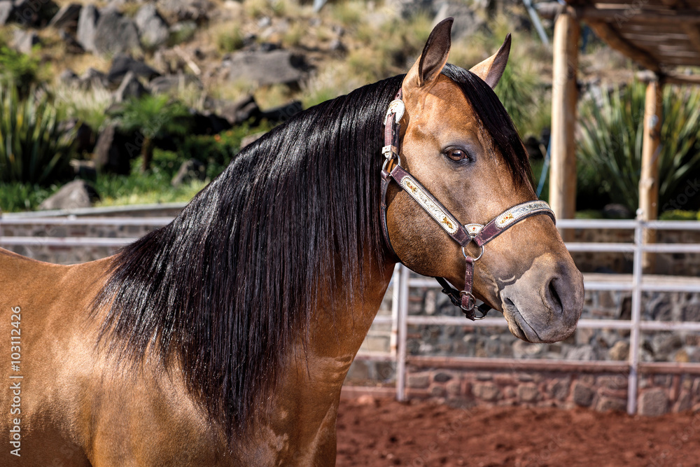 Obraz premium Beautiful fine thoroughbred horse outside
