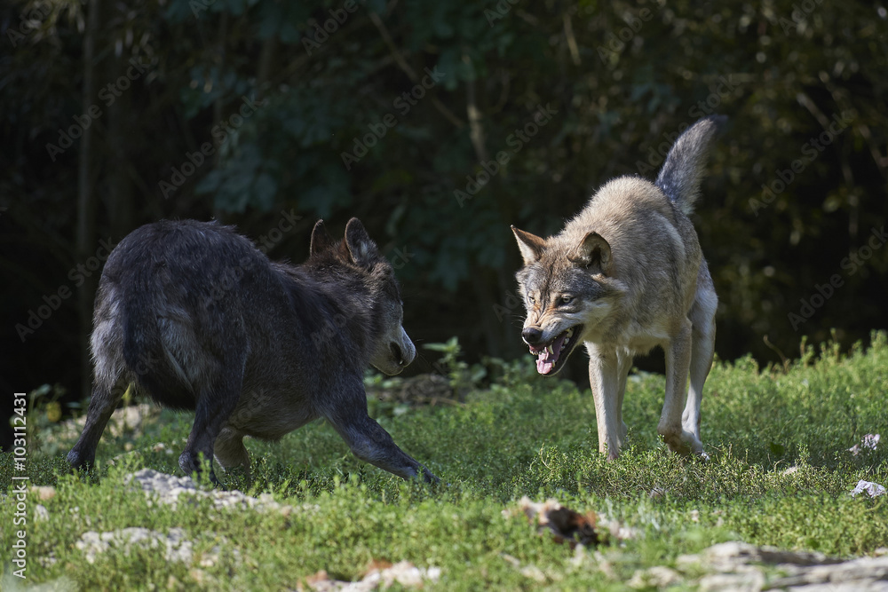 Fototapeta premium Zwei kanadische Timberwölfe beim Kampf