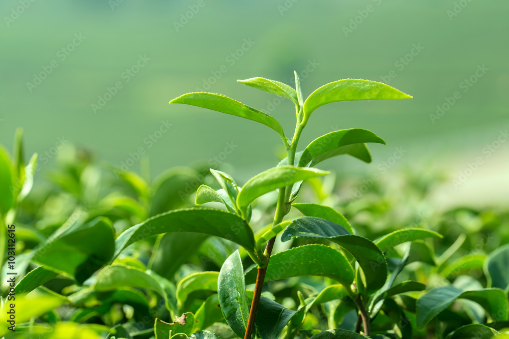 closeup fresh green tea leaves closeup fresh green tea leaves