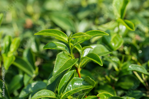 closeup fresh green tea leaves
