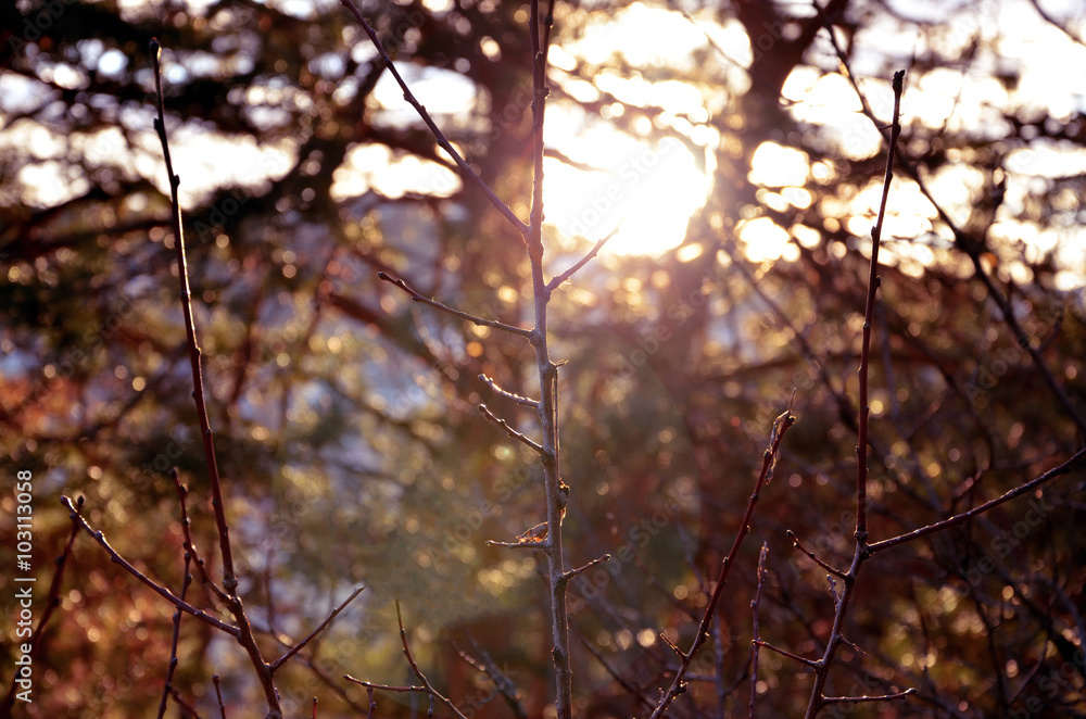 The branches on the background bokeh and sunset The branches on the background bokeh and sunset