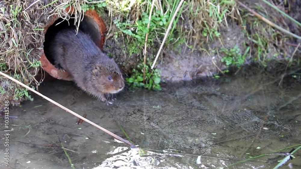 Water Vole on Ice Water Vole on Ice