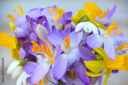 Frühlingsblumen