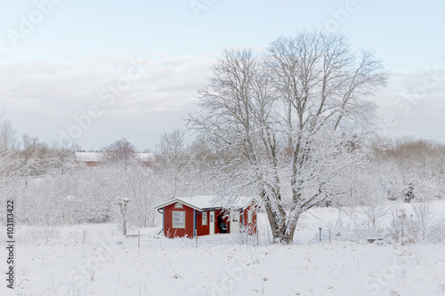 Red country house and a large tree in the wintry landscape