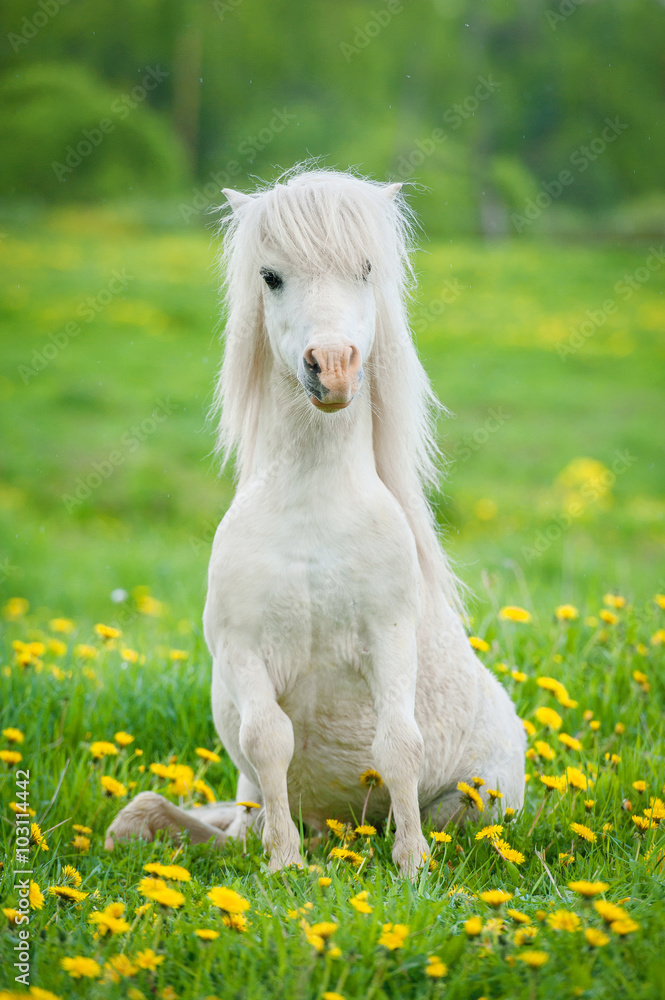 Fototapeta premium Funny little shetland pony sitting on the field with flowers