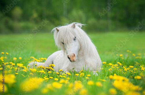 Little lovely shetland pony sleeping on the field with flowers