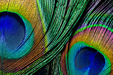 Fototapete Pfau Pfauenfeder Makro mit Augenzeichnung  © bert_13