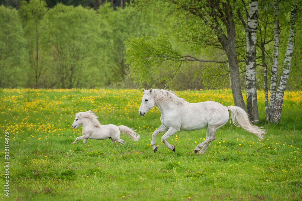 Fototapeta premium Beautiful white horse with little pony running on the field with dandelions