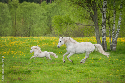Beautiful white horse with little pony running on the field with dandelions
