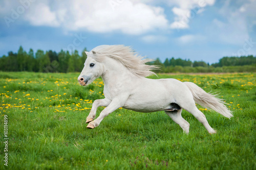 Photo White shetland pony running on the field in summer