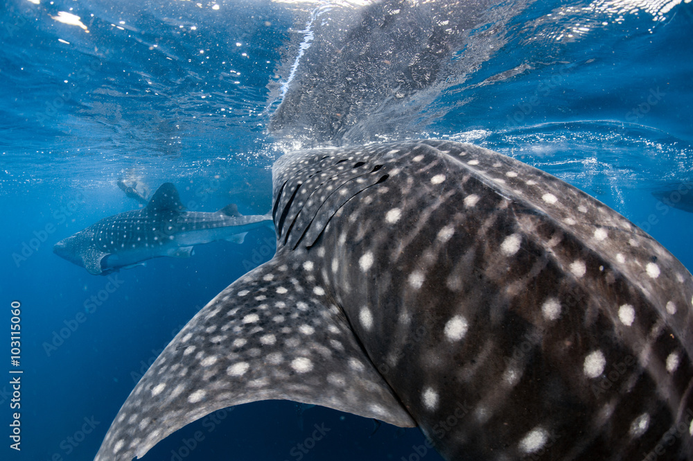 Fototapeta premium Whale Shark coming to you underwater