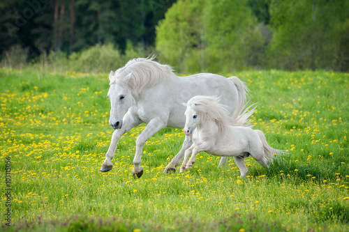 Obraz na płótnie Beautiful white horse with little pony running on the field with dandelions