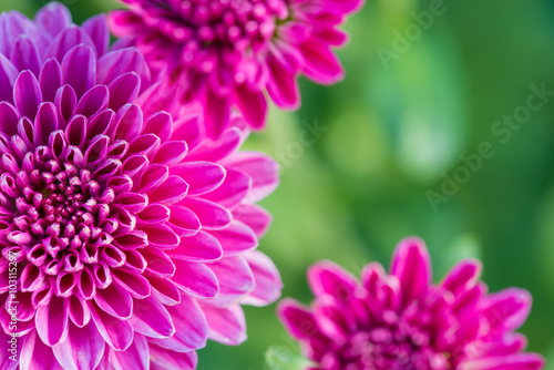 close up of beautiful flower and petals