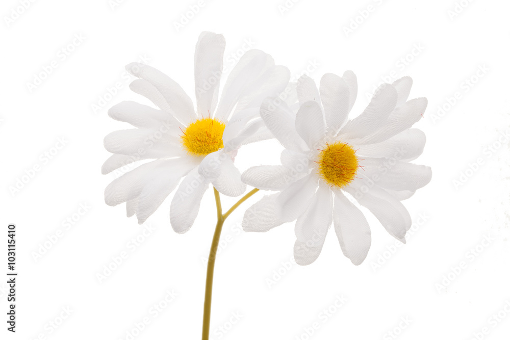 Chamomile isolated on white background. Close-up view Chamomile isolated on white background. Close-up view