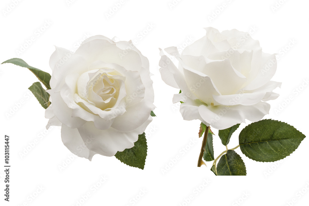 Naklejka premium Biała Róża na białym tle