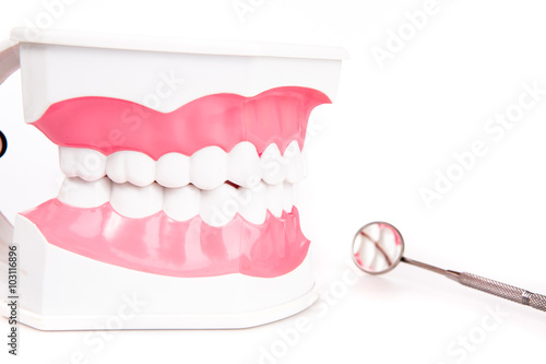 teeth model with toothbrush on white background