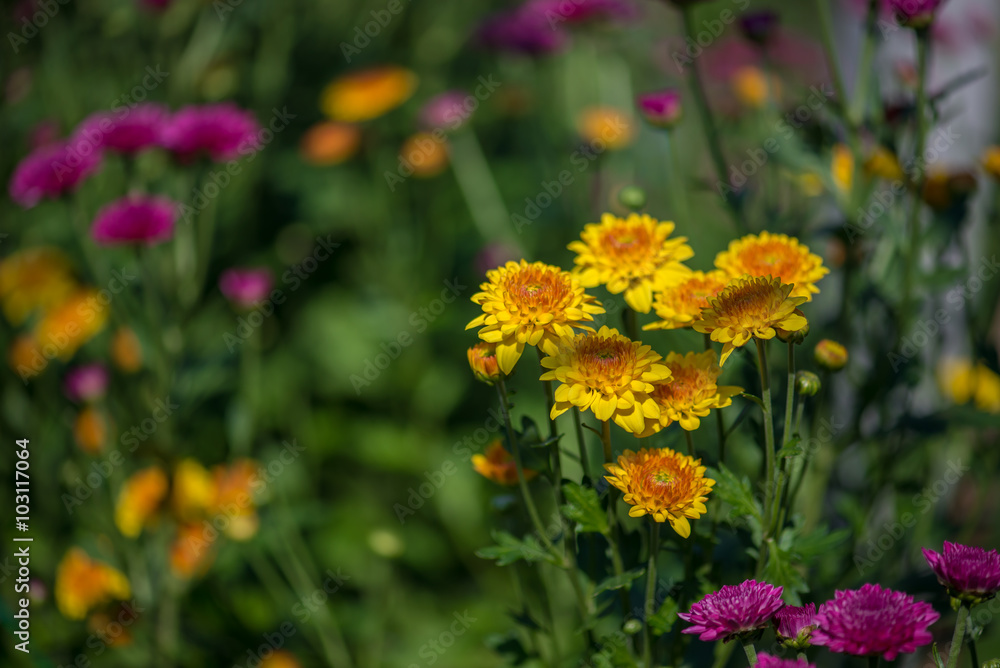 Colorful flowers in the garden Colorful flowers in the garden